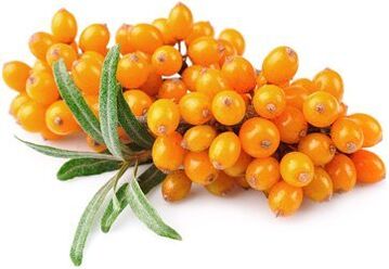 ზღვის ბუჩქნი