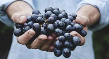 ყურძენი ერექციის გაძლიერებას უწყობს ხელს